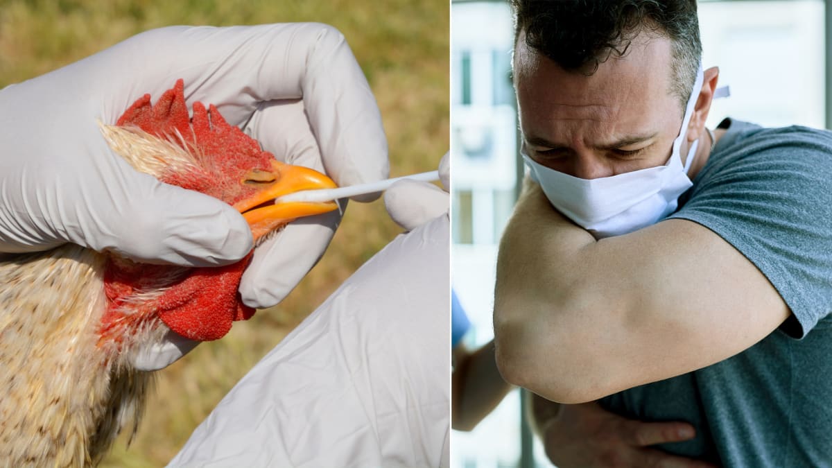 Ptačí chřipka je přenositelná i na člověka