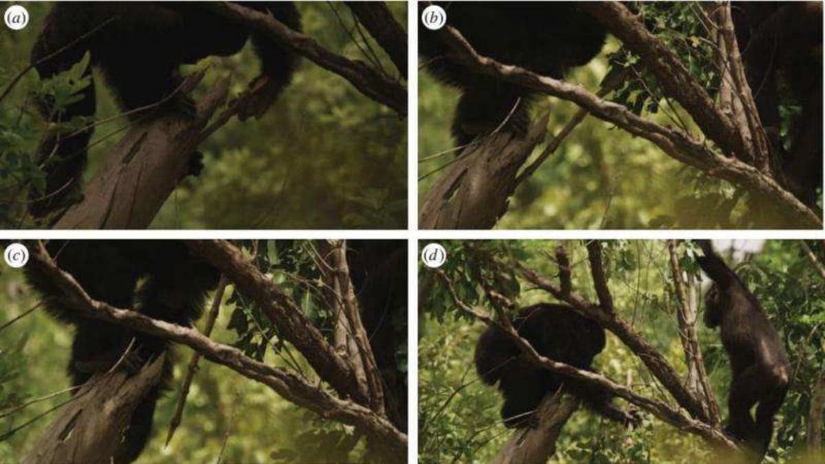 Ozbrojení šimpanzi loví