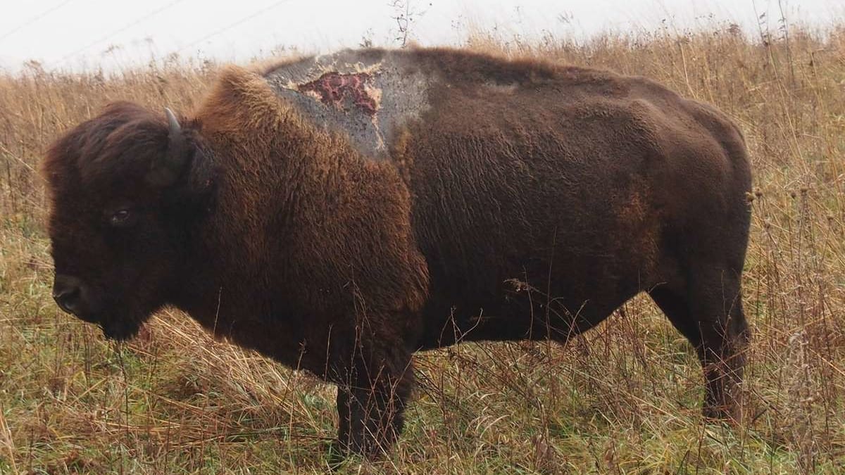 Sparky, bizon zasažený bleskem