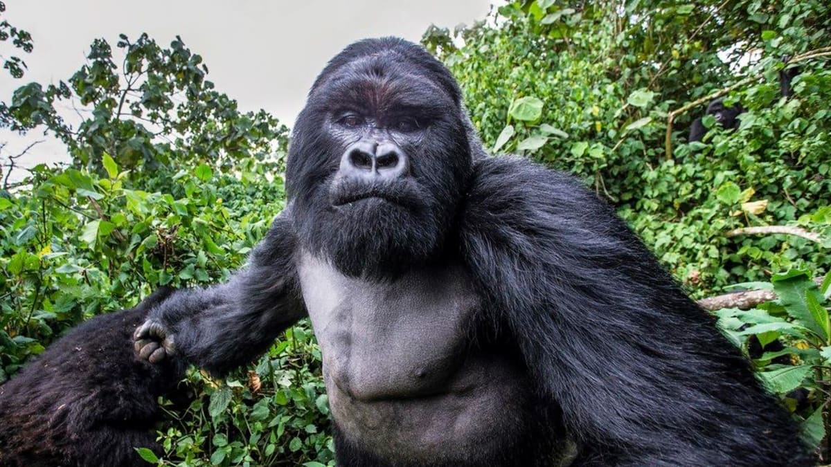 Gorila dala pěstí fotografovi