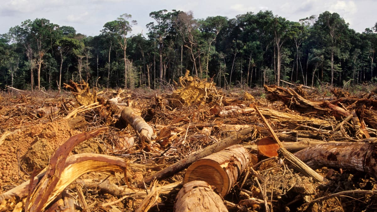 Odlesňování 