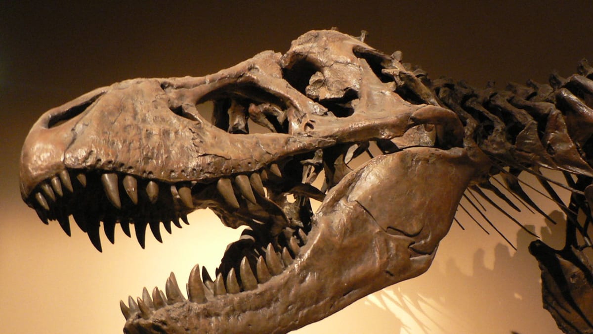 Lebka a část kostry druhu Tyrannosaurus rex