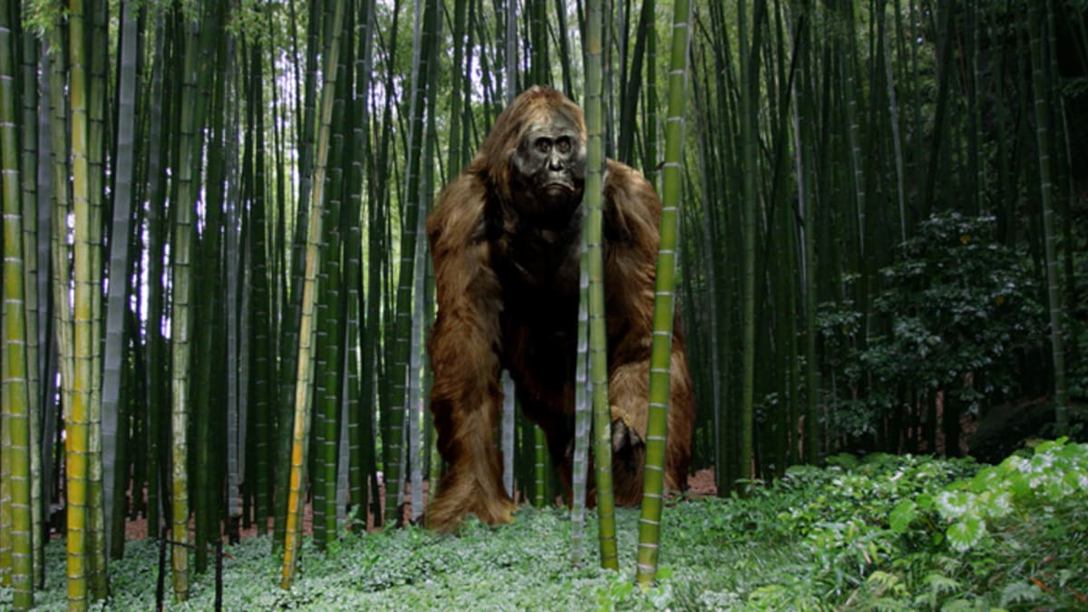 Gigantopithecus v pralese