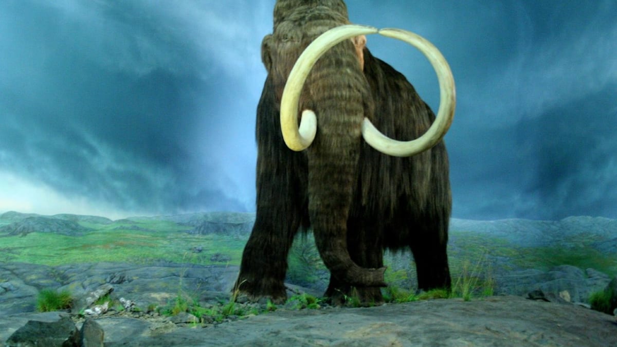 Velký mamut