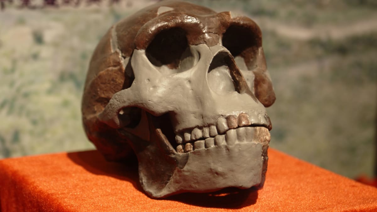 Kopie lebky Homo erectus
