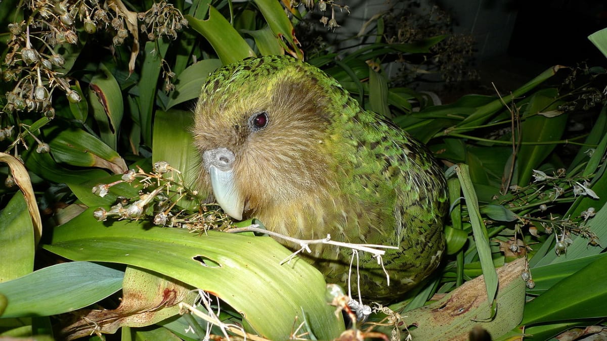 nelétavý papoušek kakapo - extrémně ohrožený druh novozélandské fauny