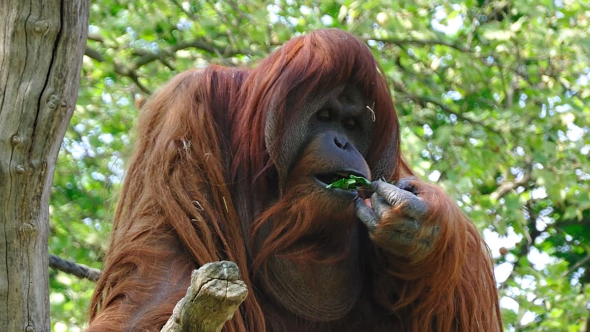Orangutan "dredař"