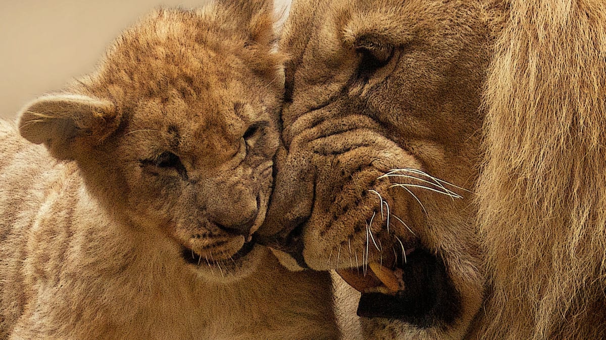 Lvi - symbol africké přírody a "neohrožených" lovců