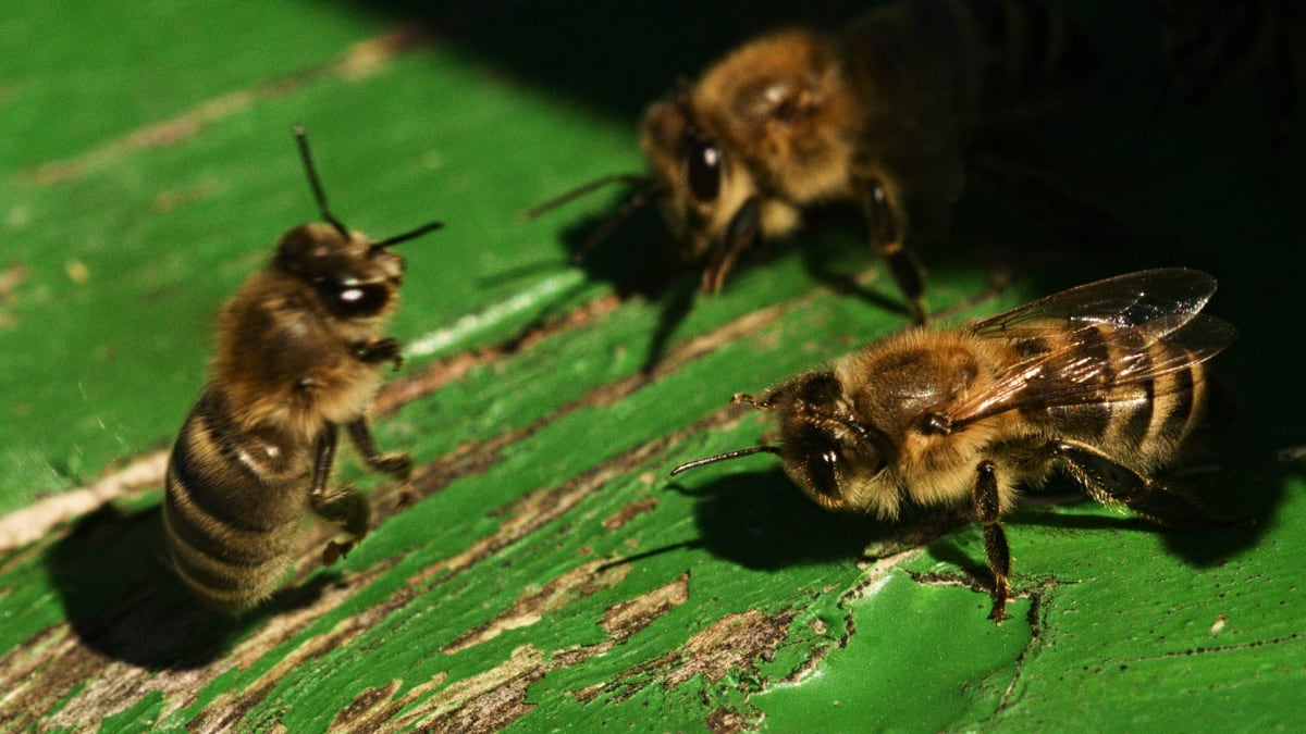 Včela medonosná v péči člověka
