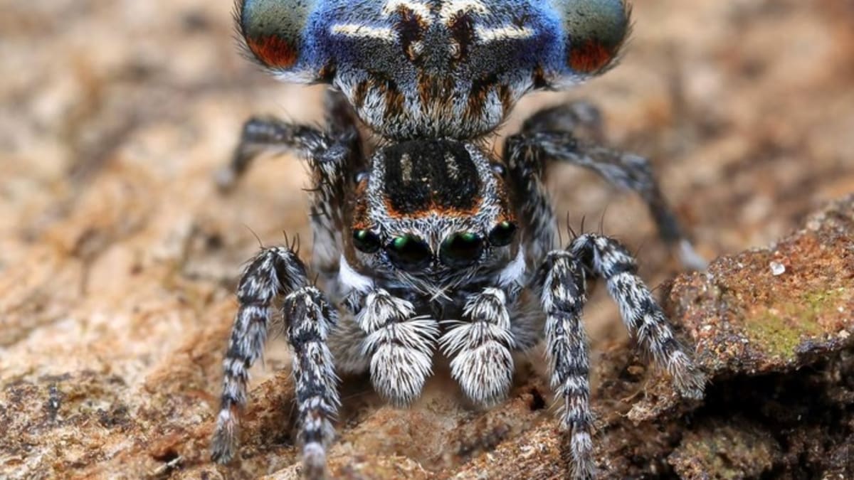 Nově objevený druh pavouka