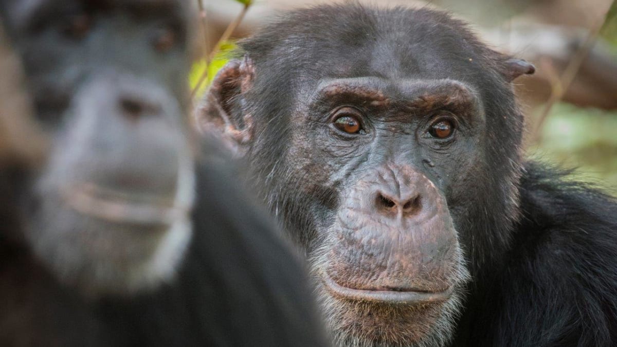 David Attenborough: Zvířecí dynastie - šimpanzi