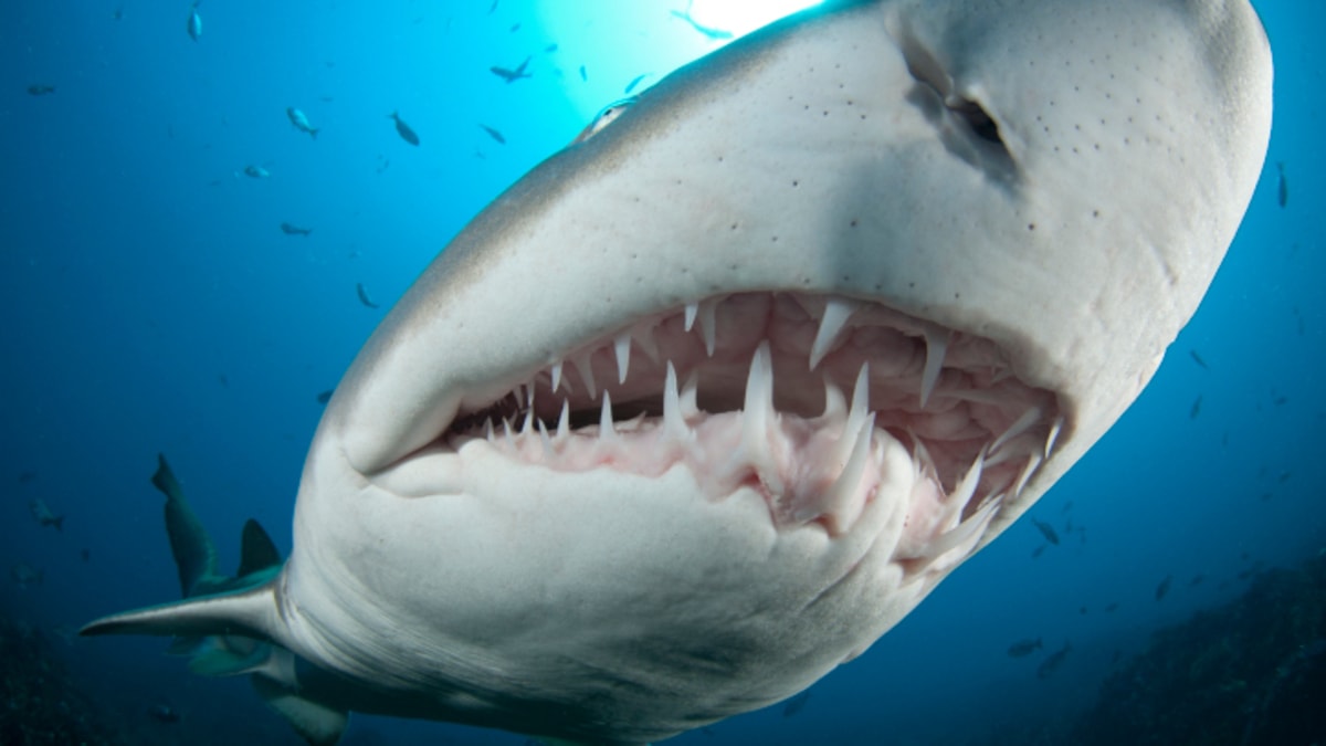 Tlama tygřího žraloka