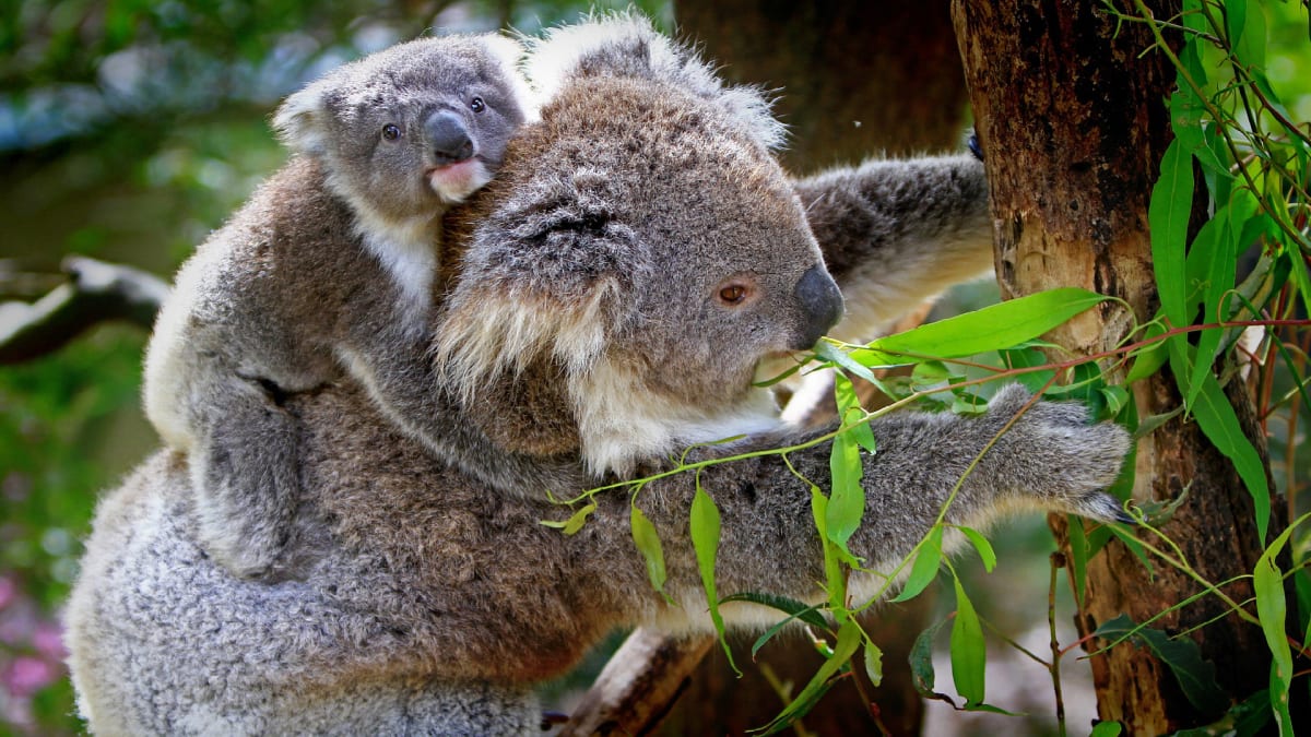 Koala a blahovičníkové listí