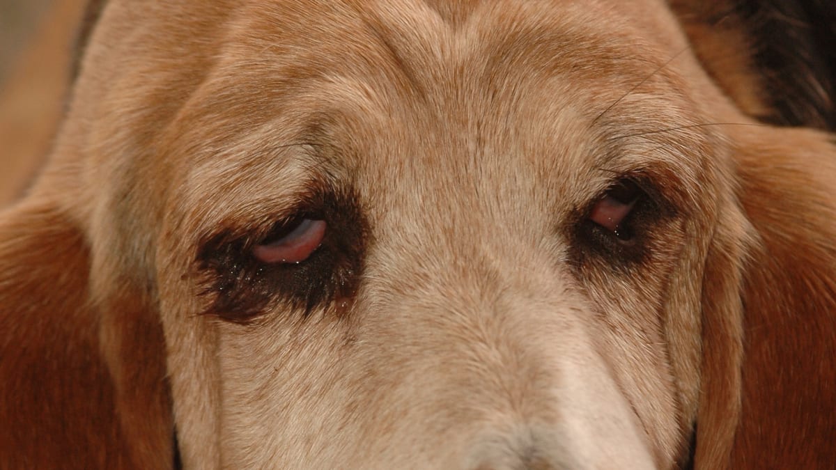 Pozor na psí parazity, mohou způsobovat slepotu