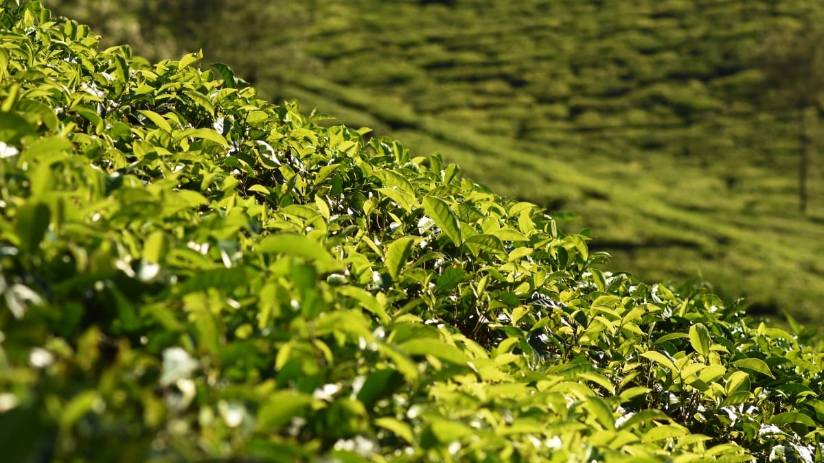 Čajová plantáž z assamskou variantou čajovníků