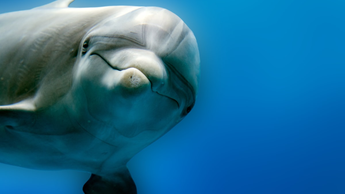 Delfíni jsou jedni z nejinteligentnějších savců světa