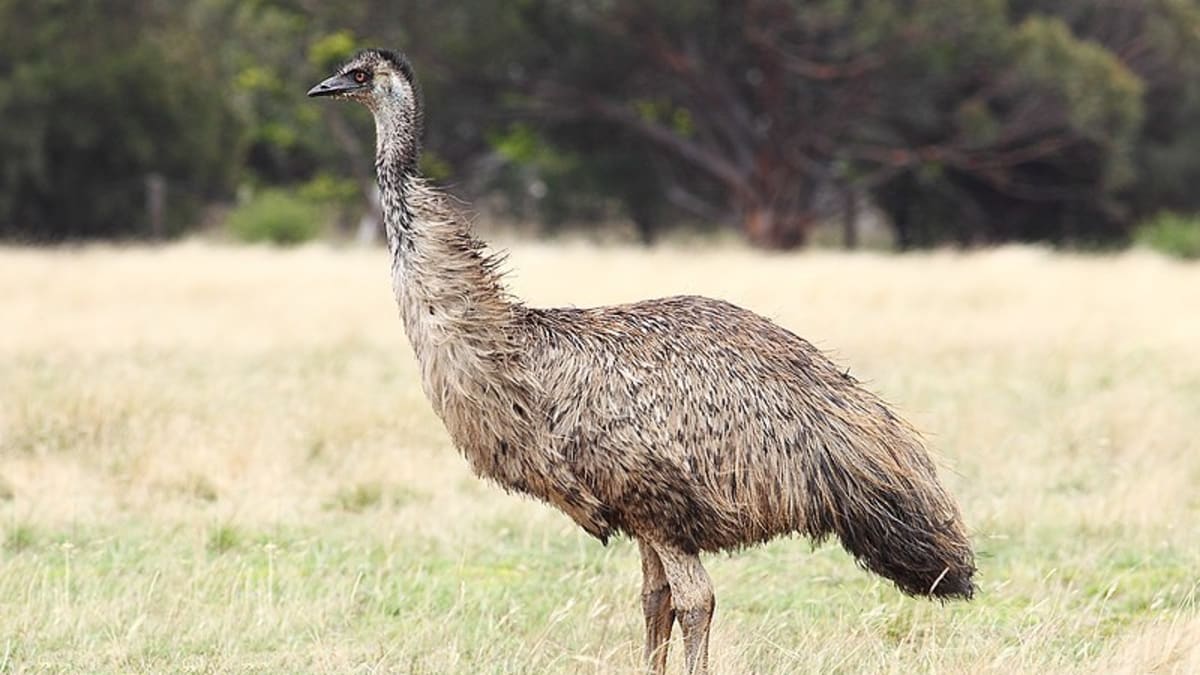 Emu hnědý v přírodě