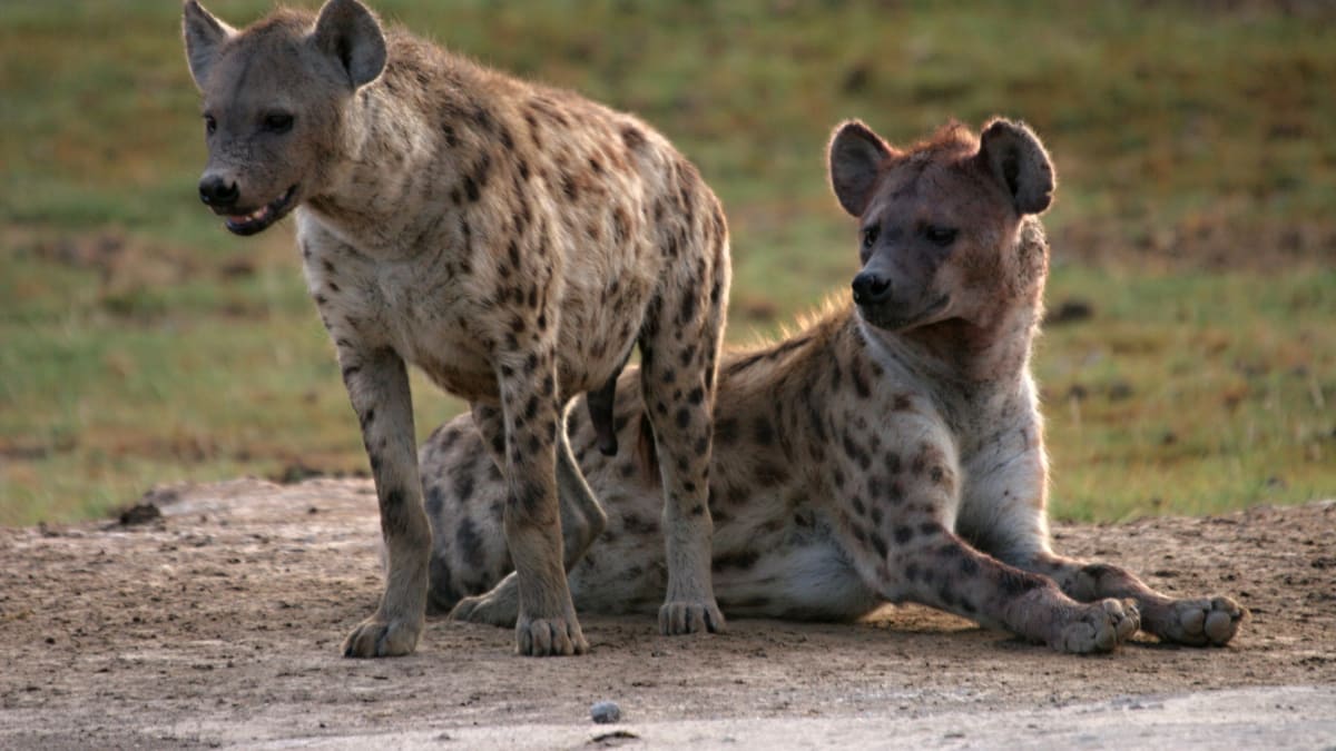 Hyena v Amboseli