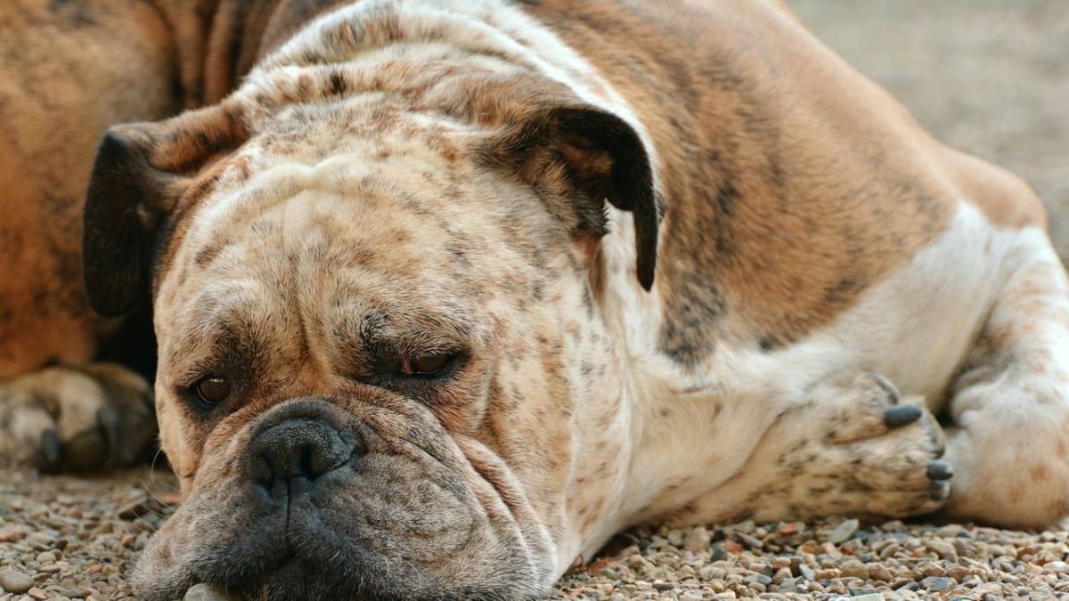 Liší se psí a lidské sny?