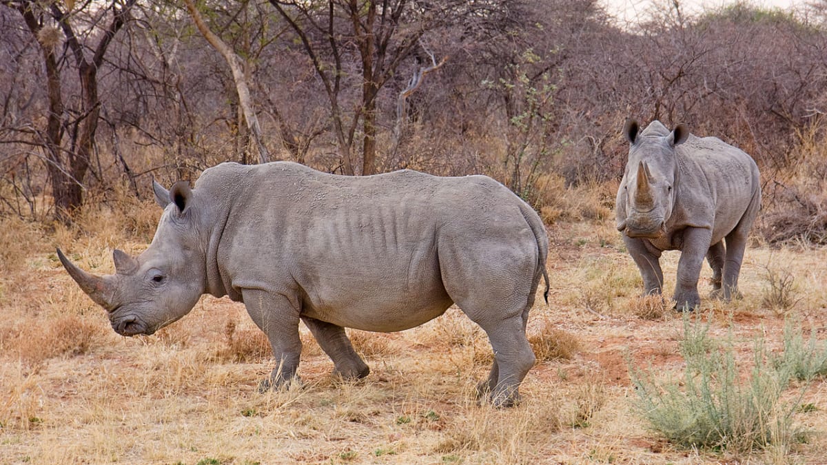 Nosorožci - ilustrační foto