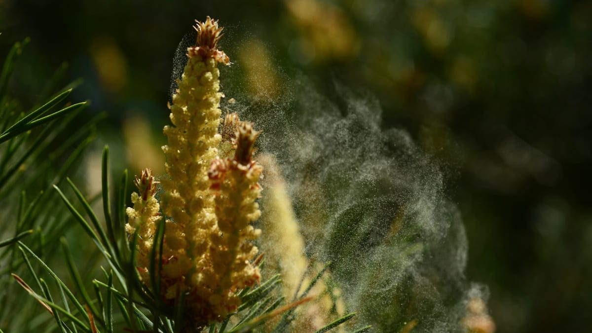 Jarní alergikův děs - mračna borovicového pylu v okolí lomů na Jesenicku