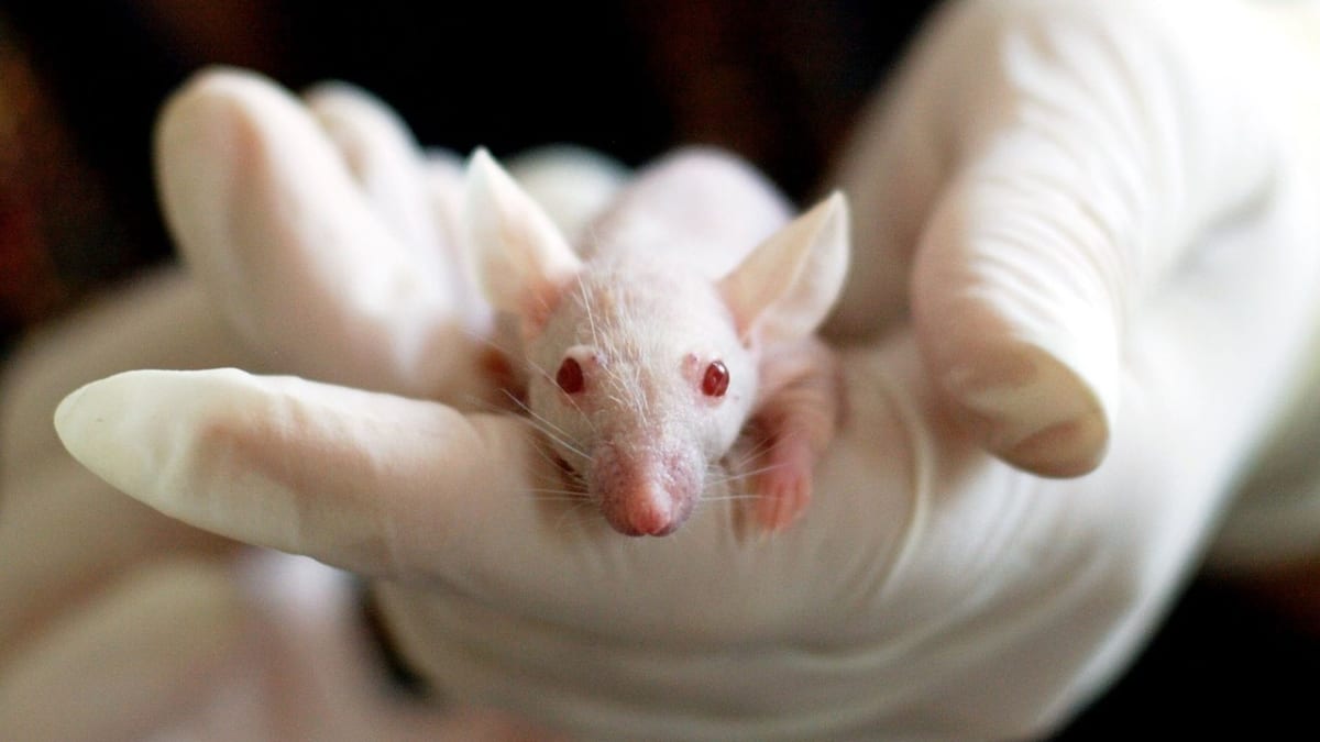 Je tohle dlouhověká myš? Nebo laboratorní kousek s rakovinou?