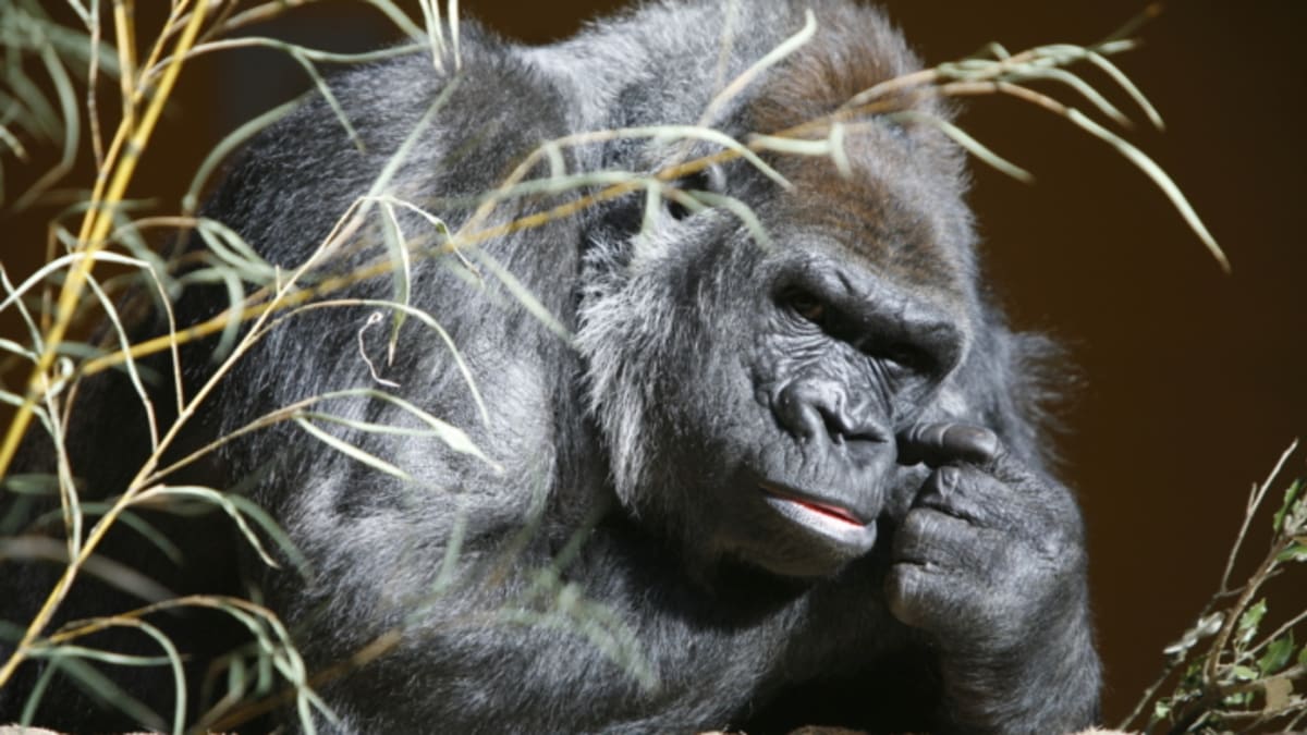 Přemýšlivá gorila