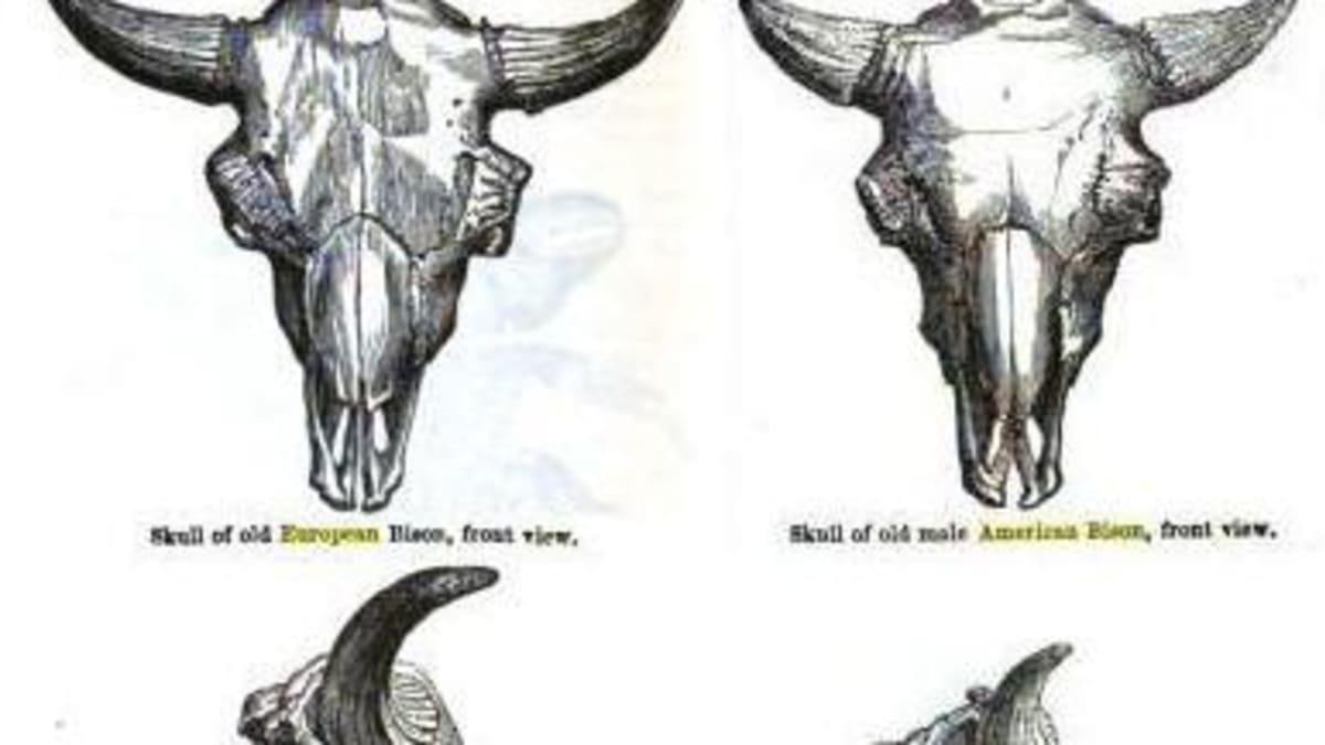 Srovnání lebek zubra (vlevo) a bizona (vpravo)