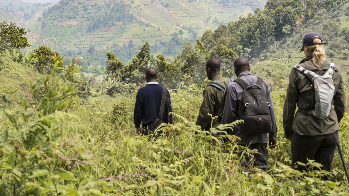 Uganda cesta za gorilami