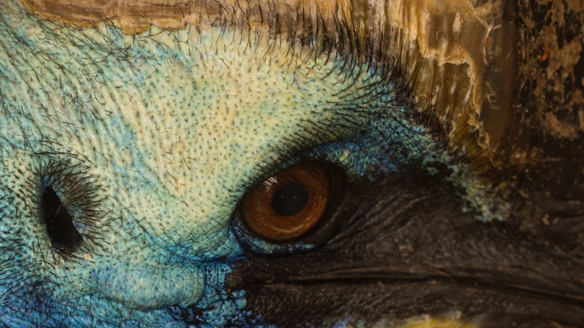 Detail hlavy kasuára přibového