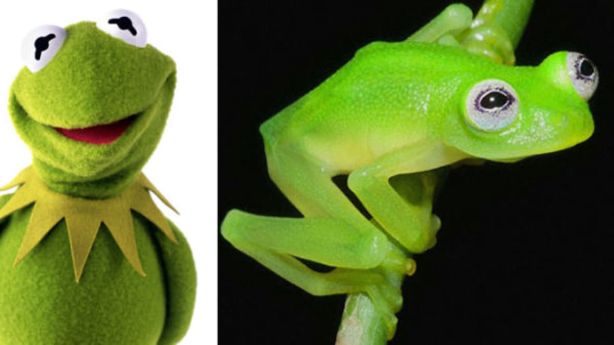 žabák Kermit v seriálu a v realitě