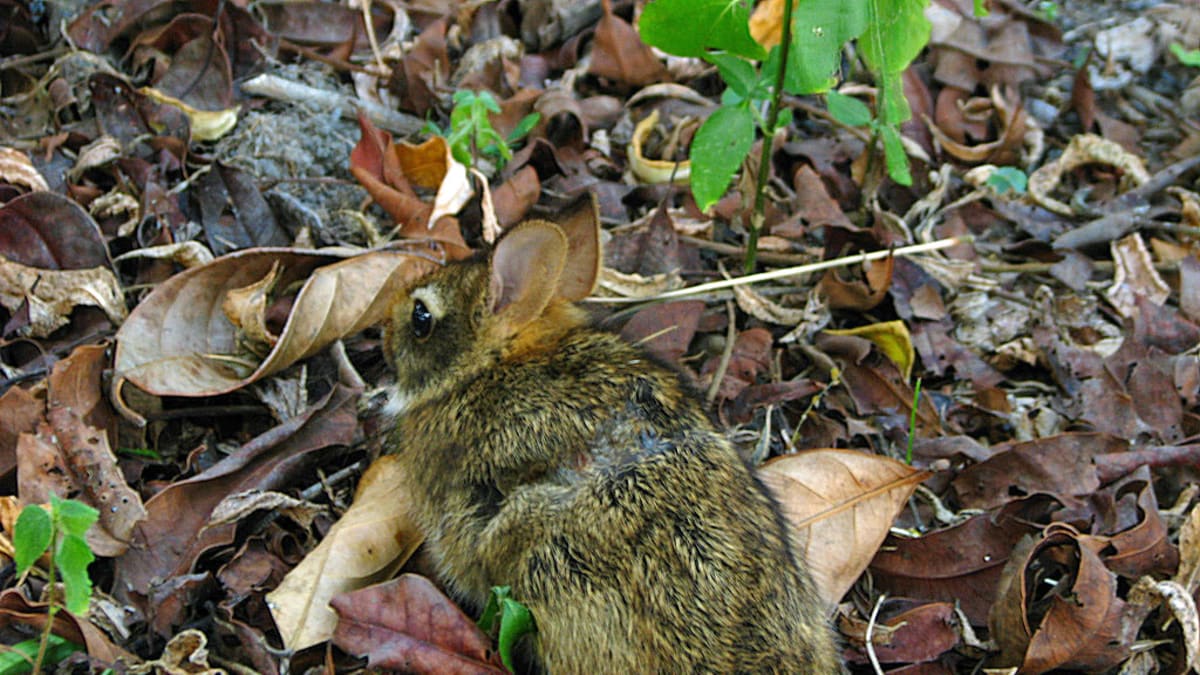 Americký králík lesní (Sylvilagus brasiliensis)