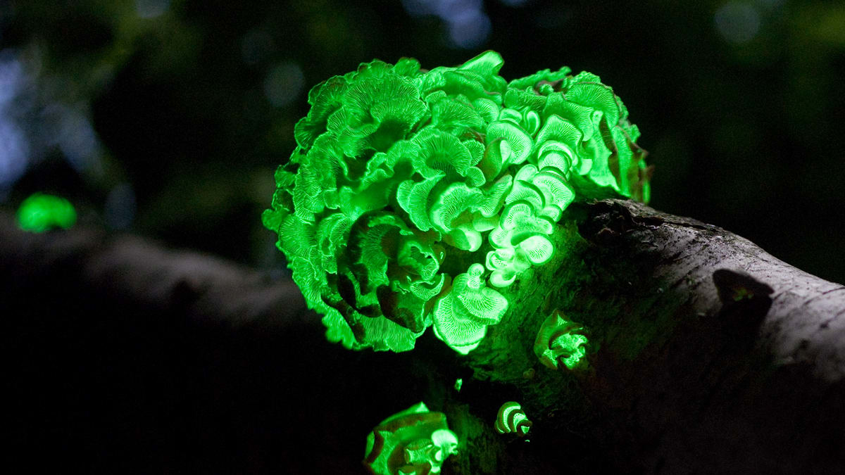 pařezník obecný, houba zvládající bioluminoscenci