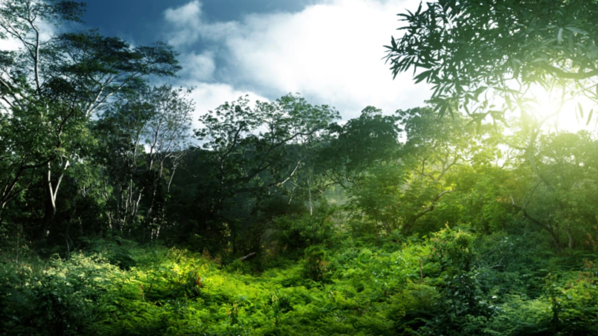 Magnum se proto zavázalo k vysazení 465 000 stromů v Pobřeží slonoviny, které je největším producentem kakaa, a podpořit tak tamní deštné lesy