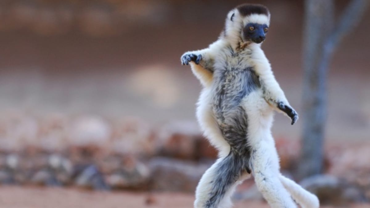 Tančící lemur