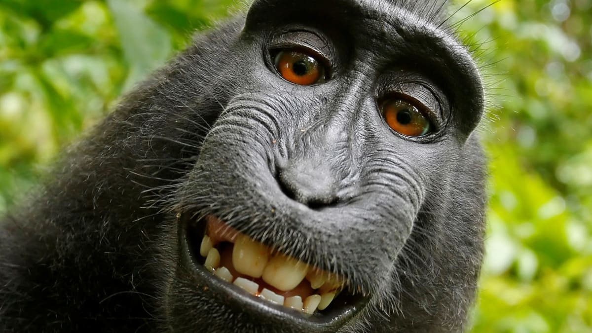 Selfie makaka Naruta