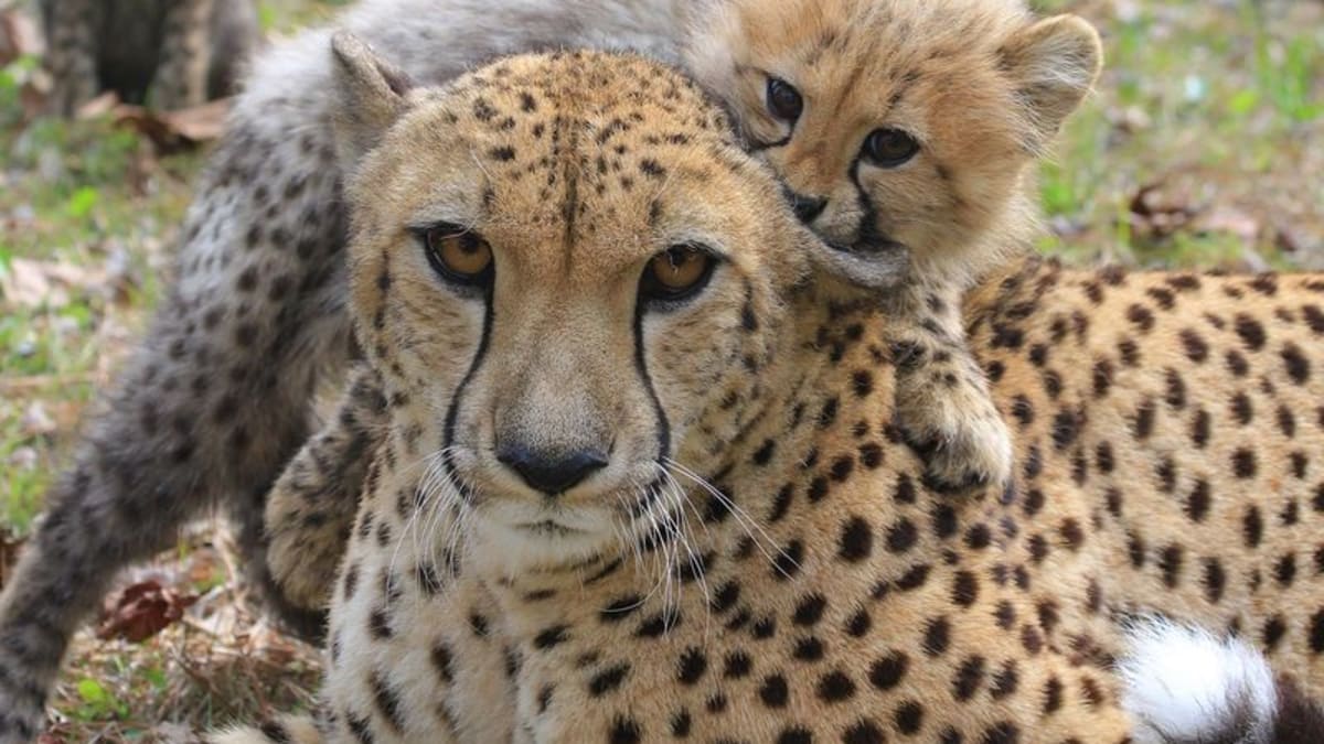 Gepardní máma s mládětem