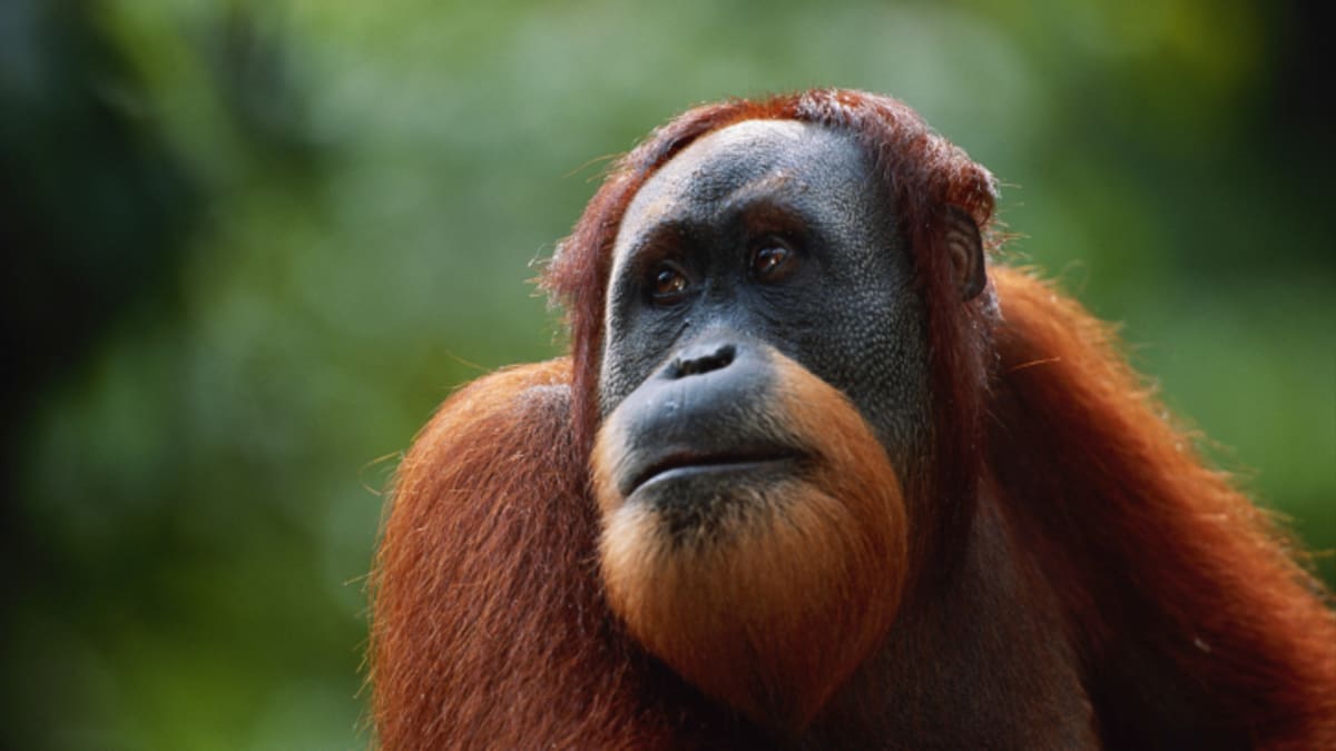 Orangutan jako člověk