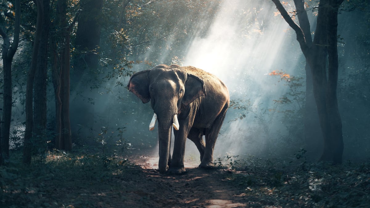 Chtěli byste potkat slona v pralese?