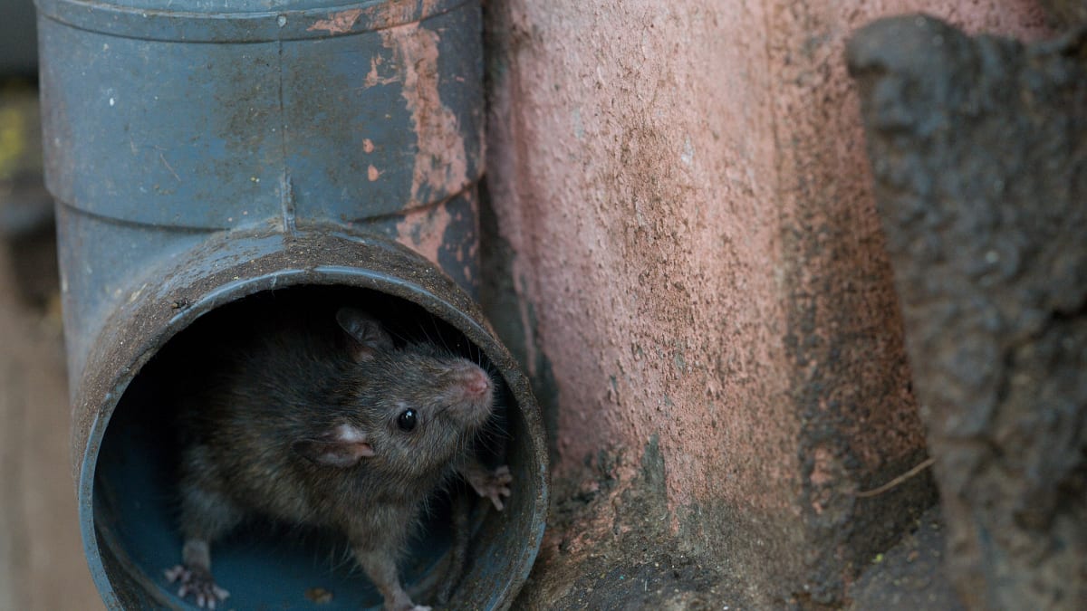 V Deshnoku jsou krysy a potkani všudypřítomní a vážení