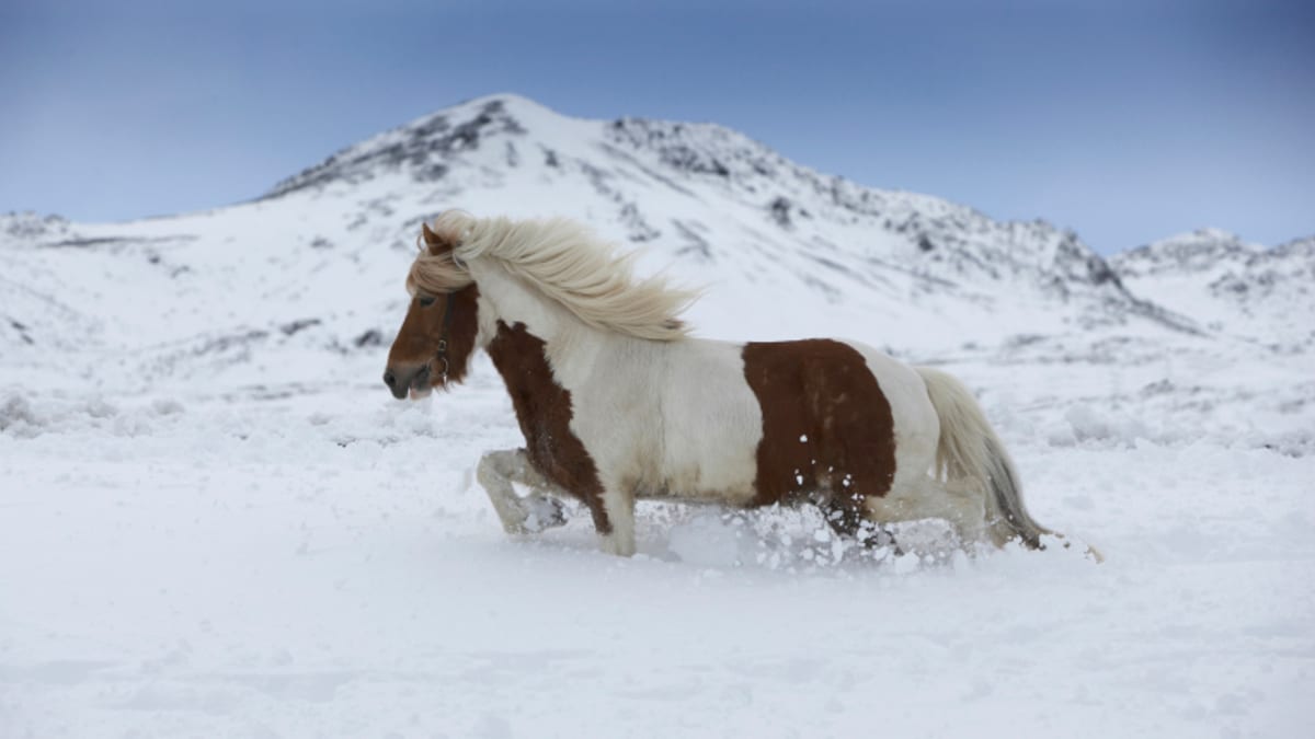 Divoký kůň ve sněhu