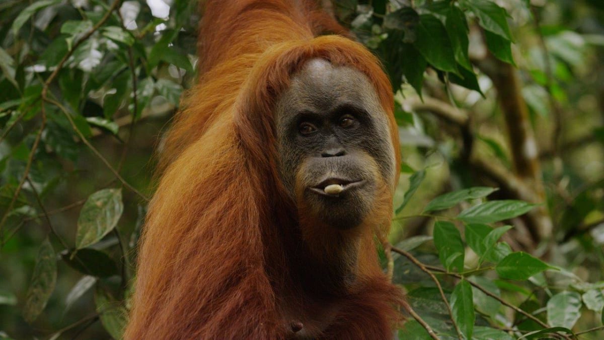 Orangutani se učí používat nejrůznější nástroje nejen jeden od druhého, ale také si dovednosti předávají mezi generacemi