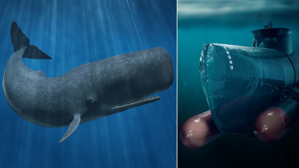 Velryby a ponorky by se od sebe měly být co nejdál