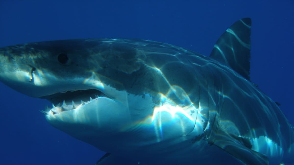Velkého bílého žraloka smutně proslavila filmová série Čelisti