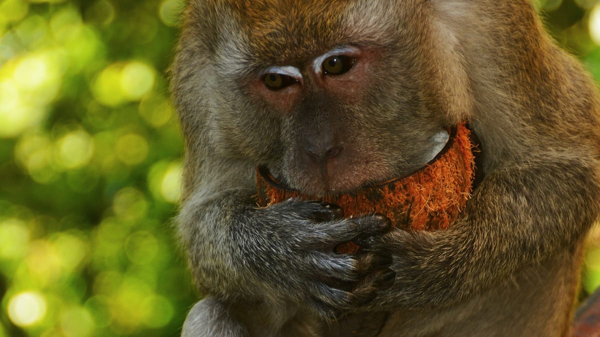 Makakové - nejrozšířenější skupina asijských opic