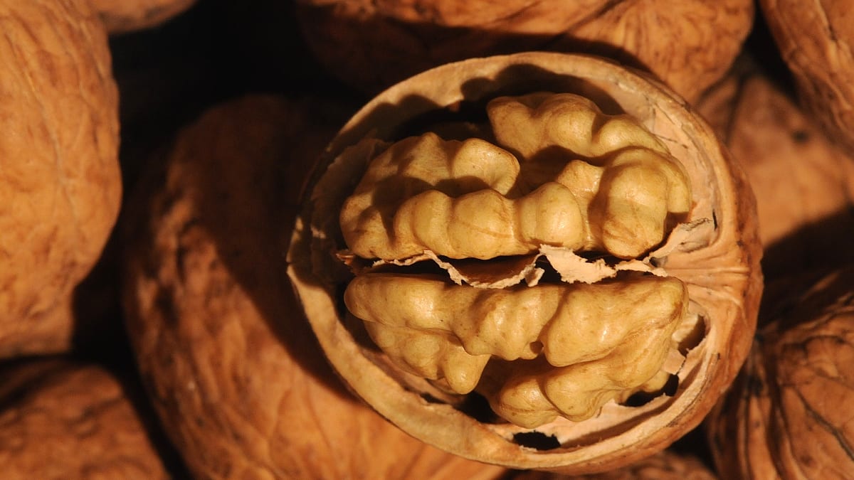 vlašský ořech - pro někoho dobrota, pro jiného smrtící alergen