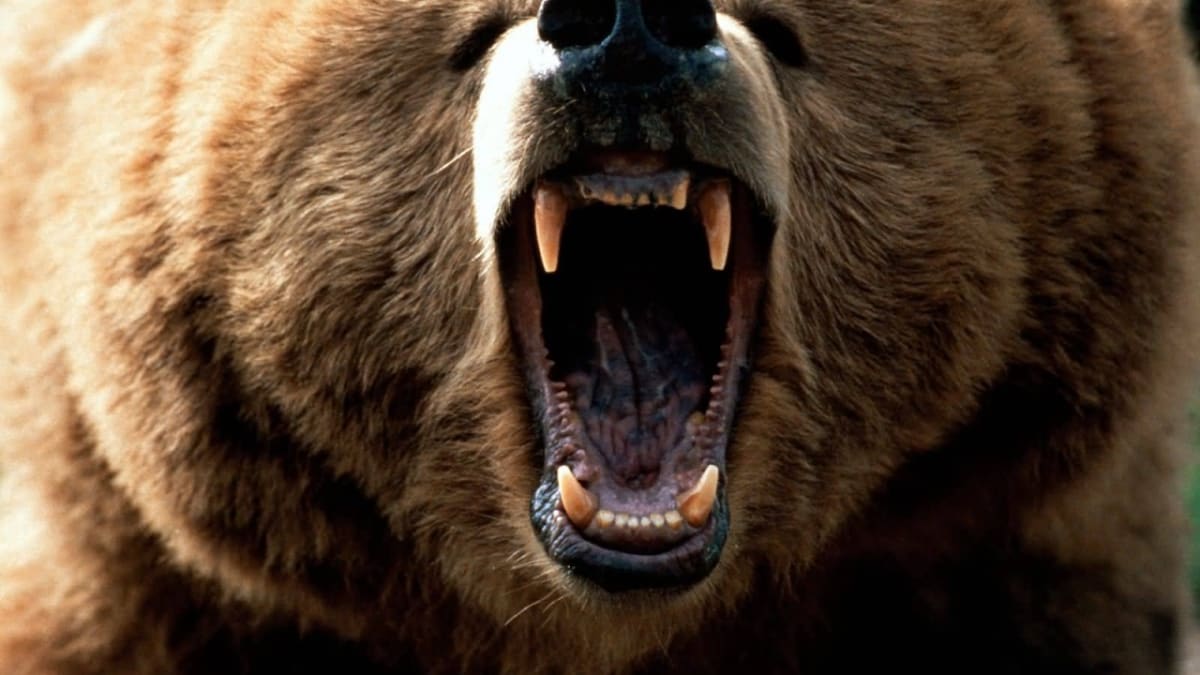 Medvěd grizzly s vyceněnými zuby