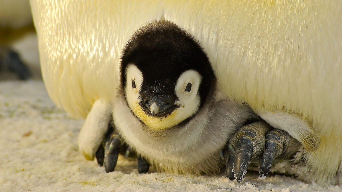 Mladé tučňáky ohrožují plasty