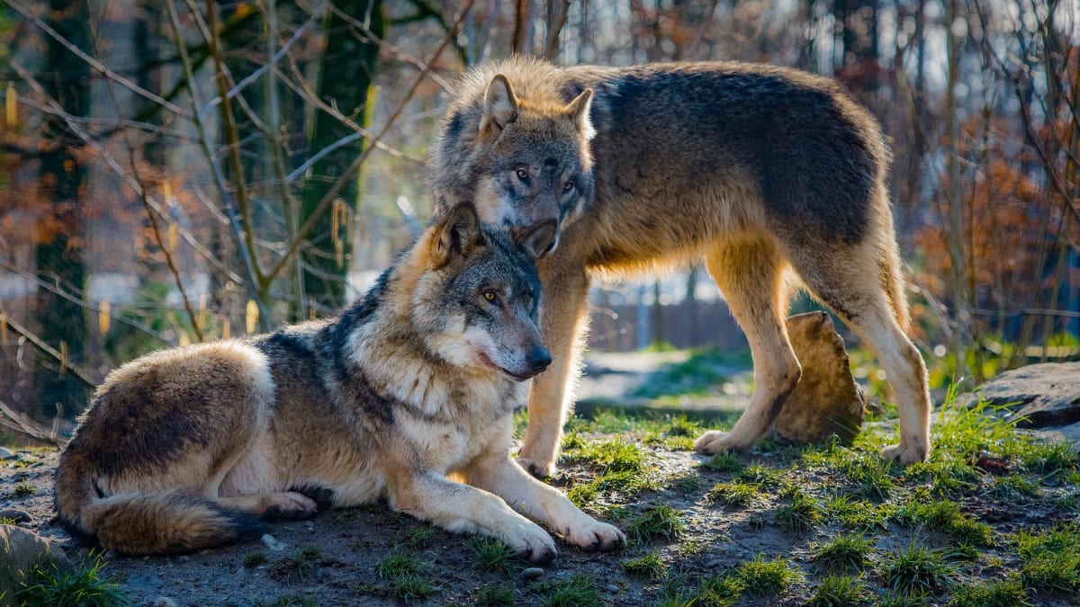 Stanou se vlci stálou součástí naší přírody?