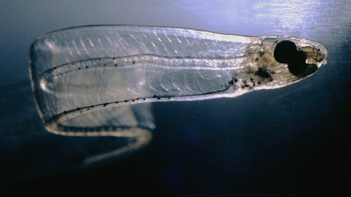 Úhoří larva